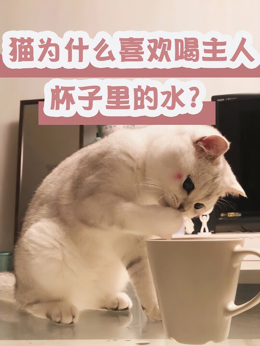 猫为什么喜欢喝主人杯子里的水,猫为啥喜欢喝人杯子里的水