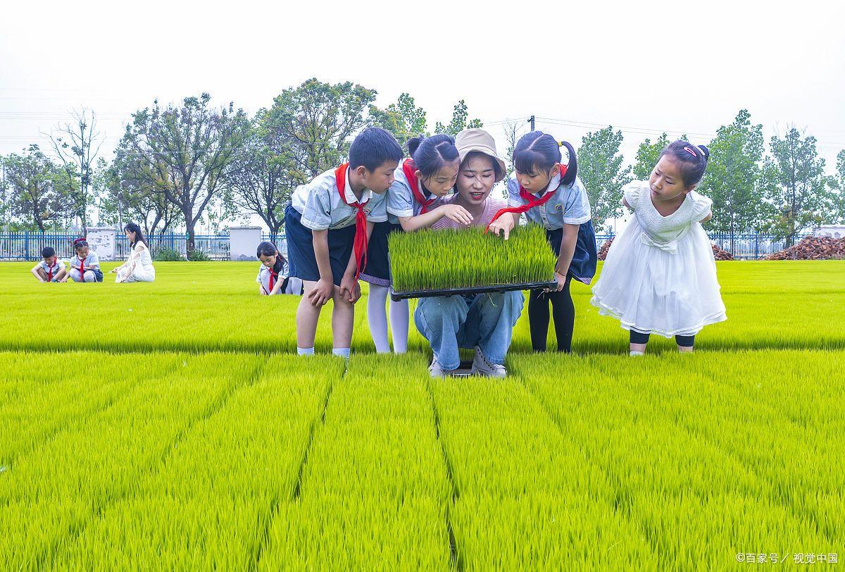 2023年农业的新政策补贴,国家2023年农业补贴包括哪些项目