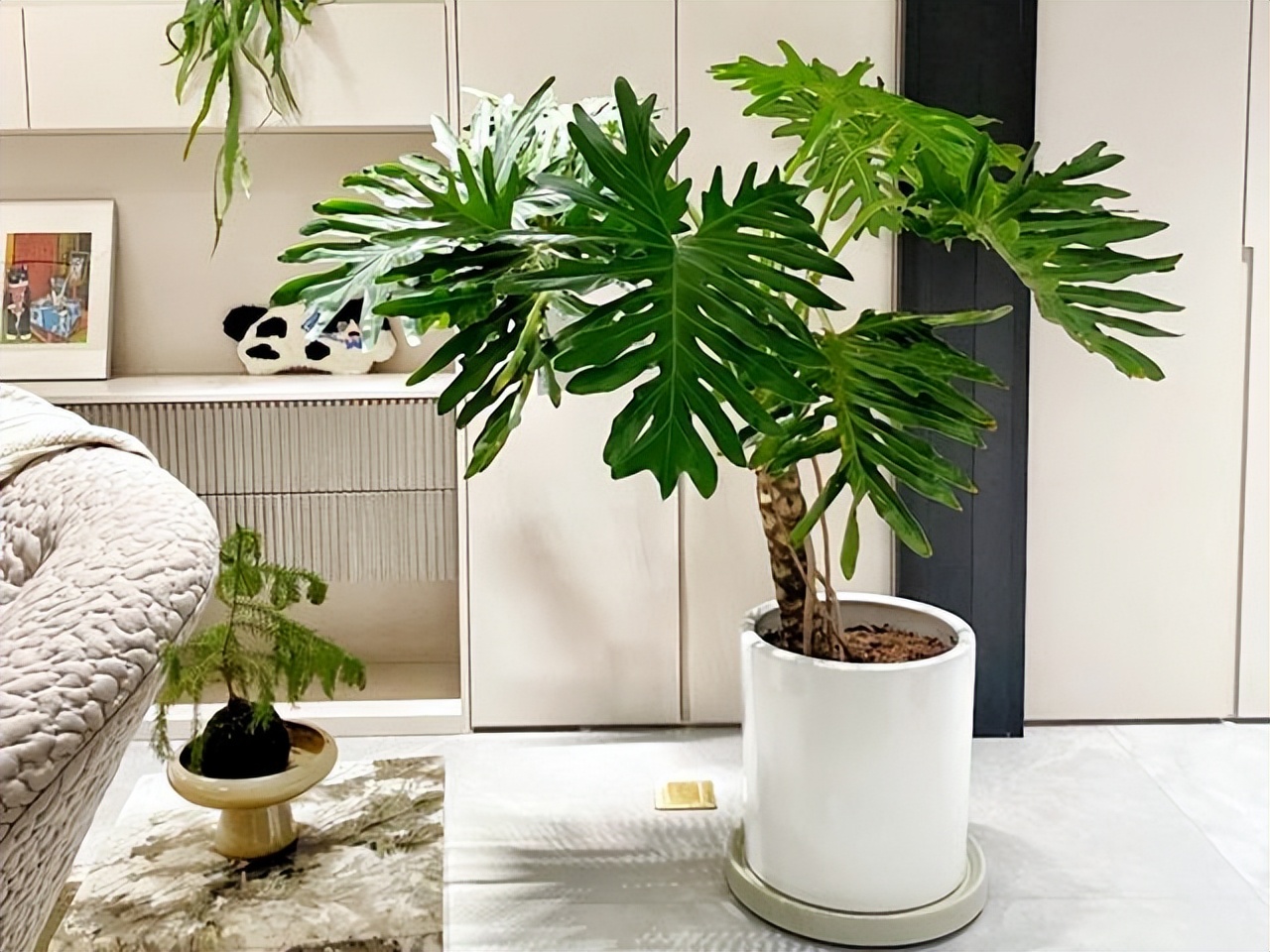 花卉养殖的技巧室内养什么花最好,什么大型花卉比较耐阴又好养