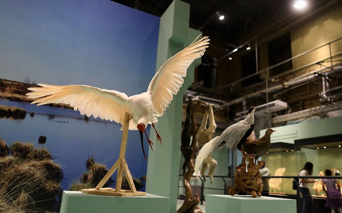 东方宝石朱鹮灭绝了吗,东方宝石朱鹮吃什么