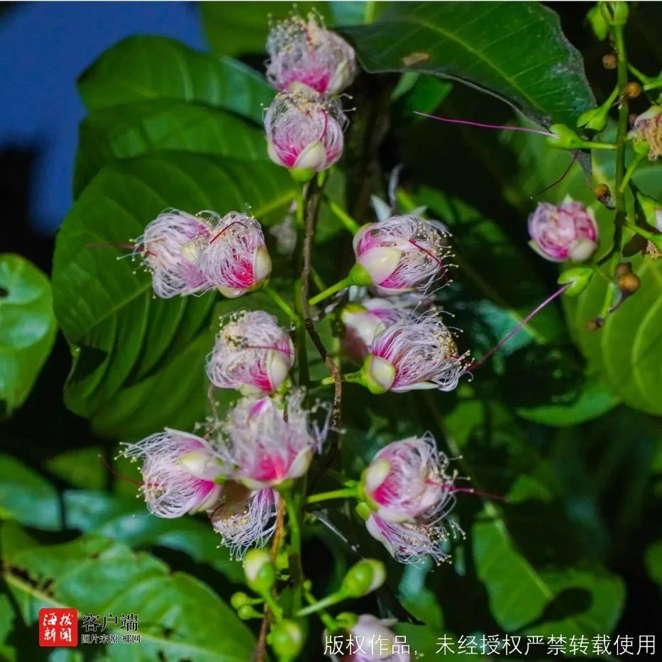 蹲点报道！玉蕊花开香七里，儋州千年古村成网红打卡地，村民吃上“旅游饭”