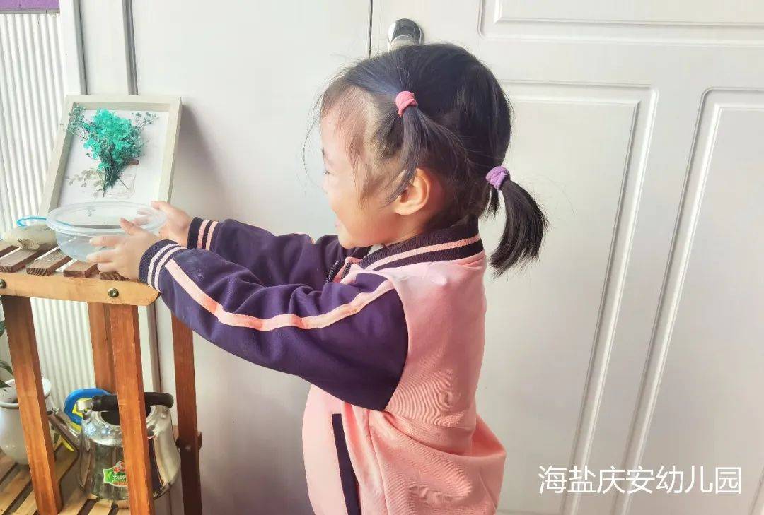 邂逅蝌蚪，感受生命的演变—诺亚舟海盐庆安幼儿园小一班