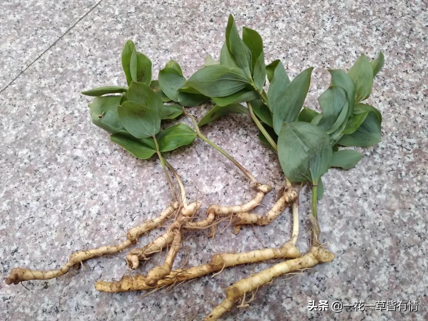 从根部野生黄精跟玉竹的区别,怎么分辨玉竹与黄精的区别