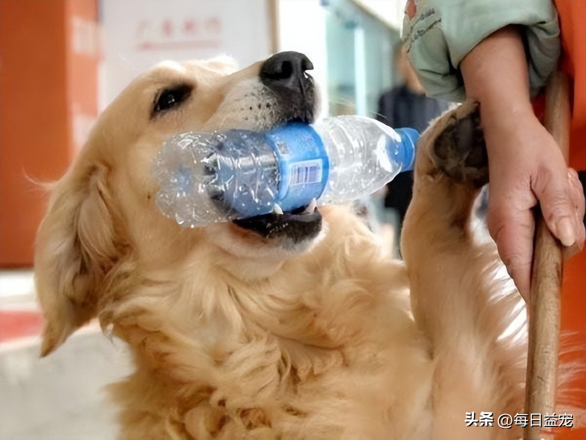 金毛救回一只众人嫌弃的人,金毛被好心人救