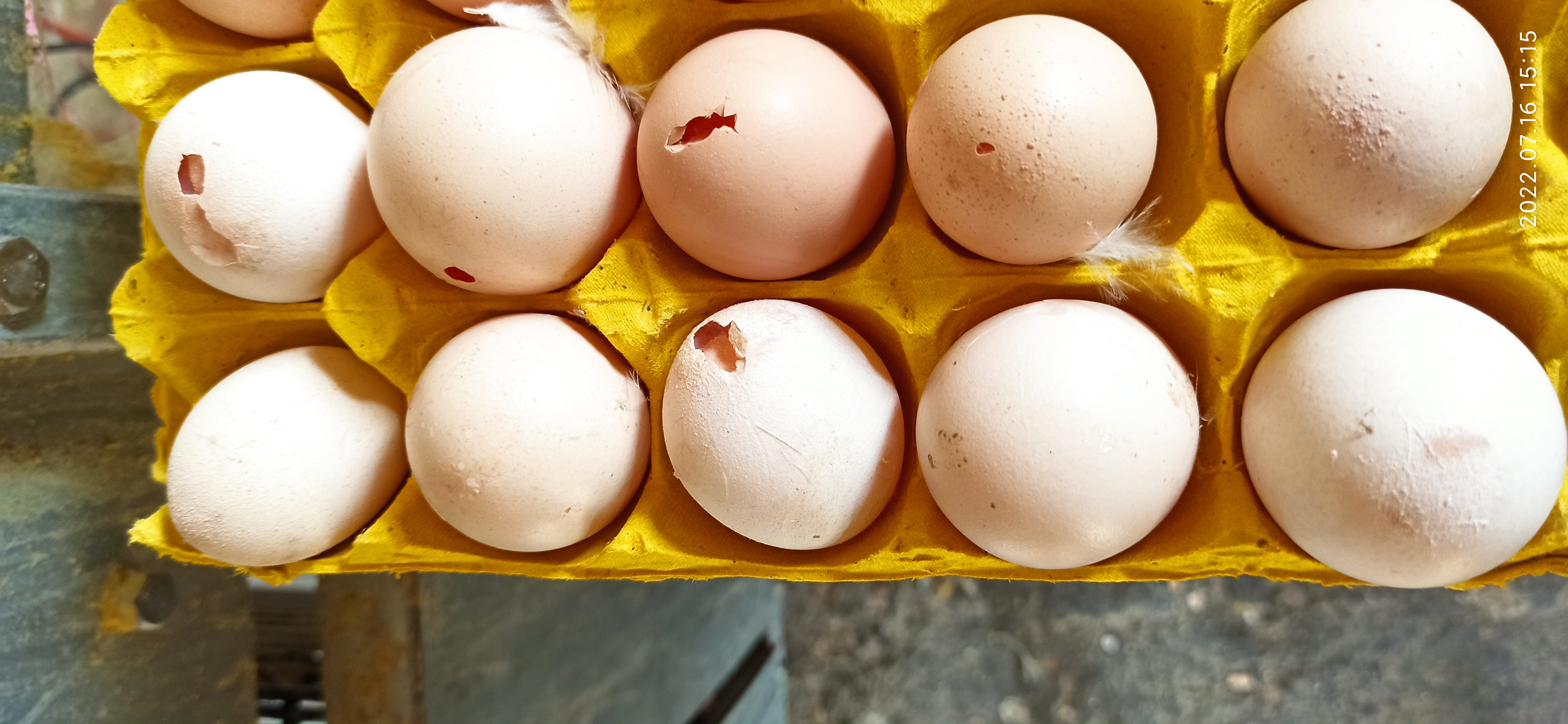 牧翔禽病研究院‖蛋鸡传染性贫血并发滑液囊支原体病例（湖北）69