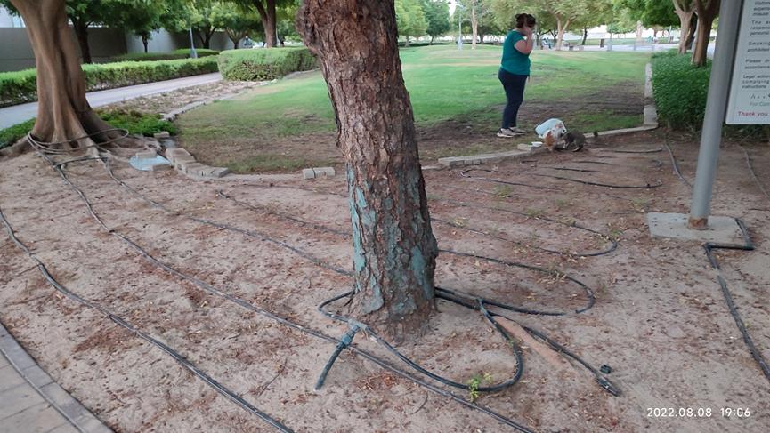 迪拜适合养什么植物,迪拜常见花草