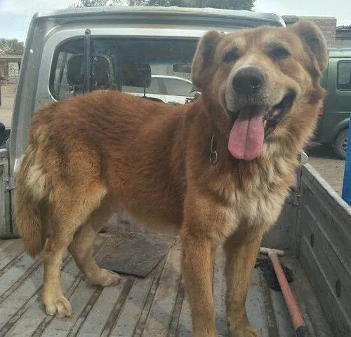 狗王完整视频,狗王单挑狼王