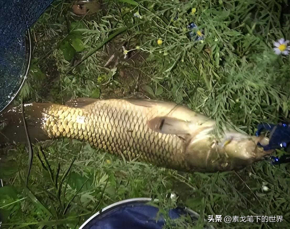 村民夜钓疑被当成野猪,江西夜钓被当野猪打