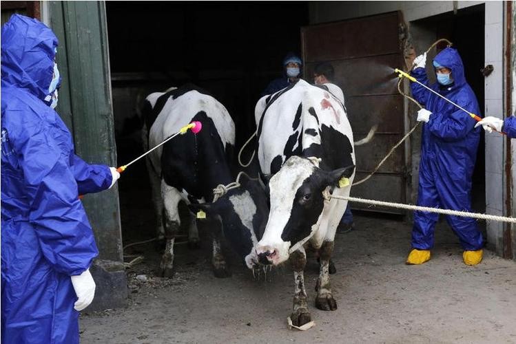 肉牛养殖技术西门塔尔牛养殖视频,生牛养殖和肉牛养殖的区别