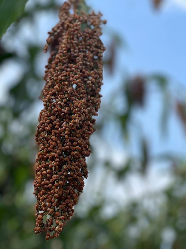 茅台镇酱酒为啥便宜,茅台镇比较靠谱的酱酒有哪些