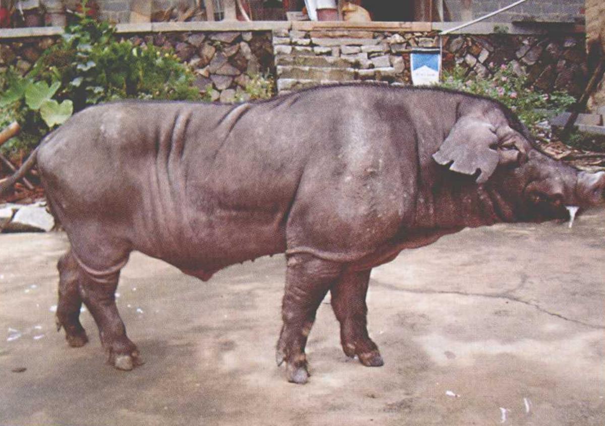 莆田猪脚,莆田猪瘟新消息