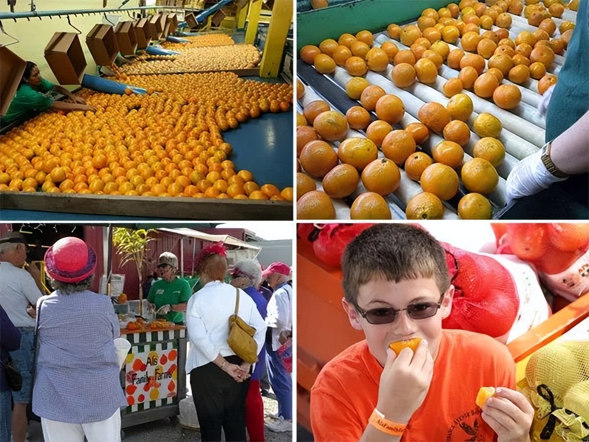 种植型家庭农场经营模式,新农田柑橘种植家庭农场