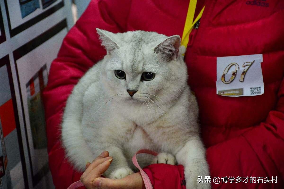 猫咪手攥玫瑰的表情什么意思,为什么猫咪没有喜怒哀乐的表情