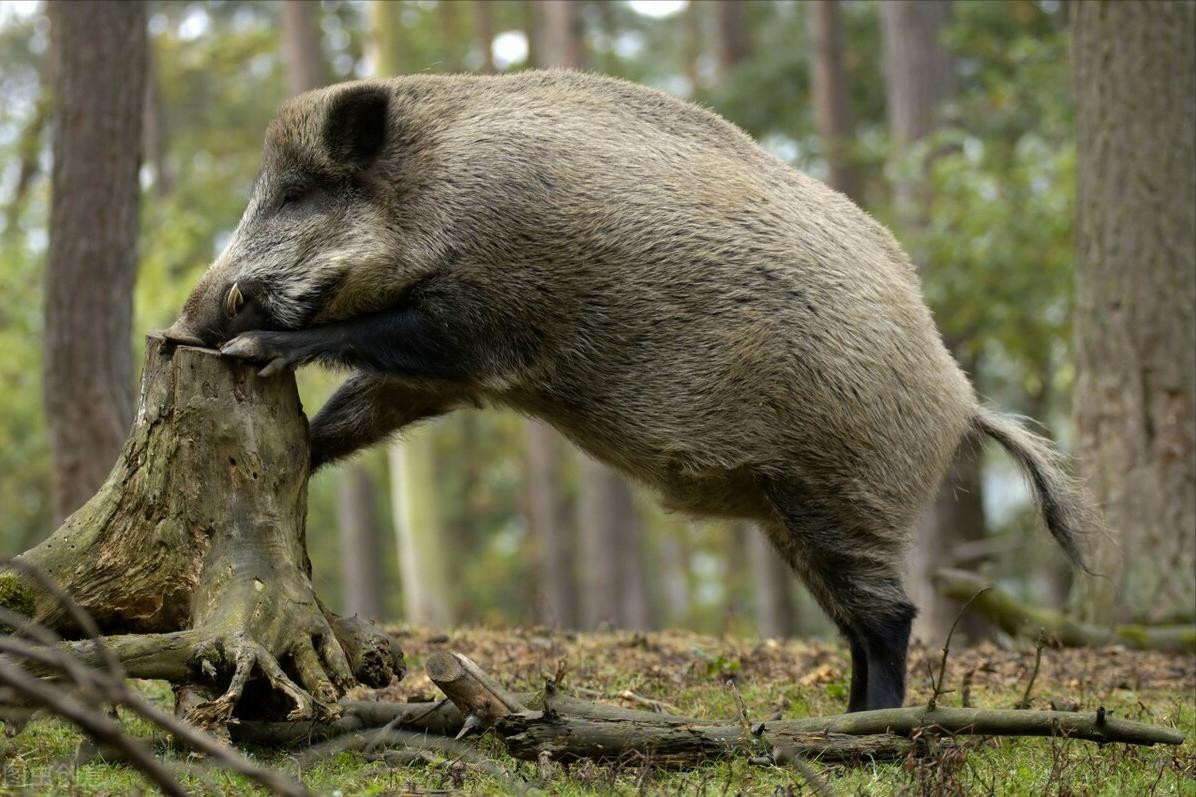 蛇最怕什么农村怎么防蛇,蛇最怕什么东西驱赶