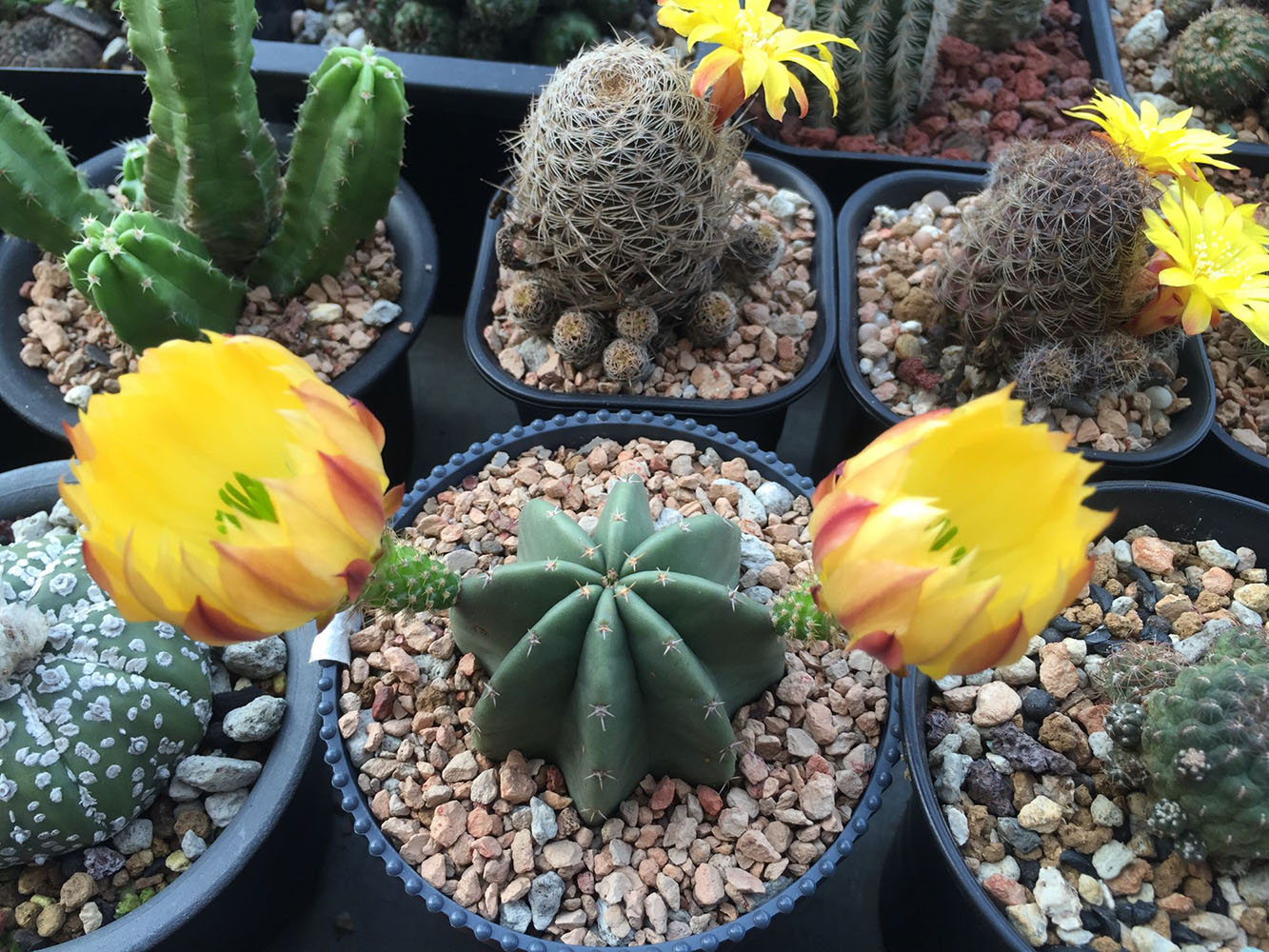 美丽/奇异花草欣赏系列——各种仙人球之“虾”