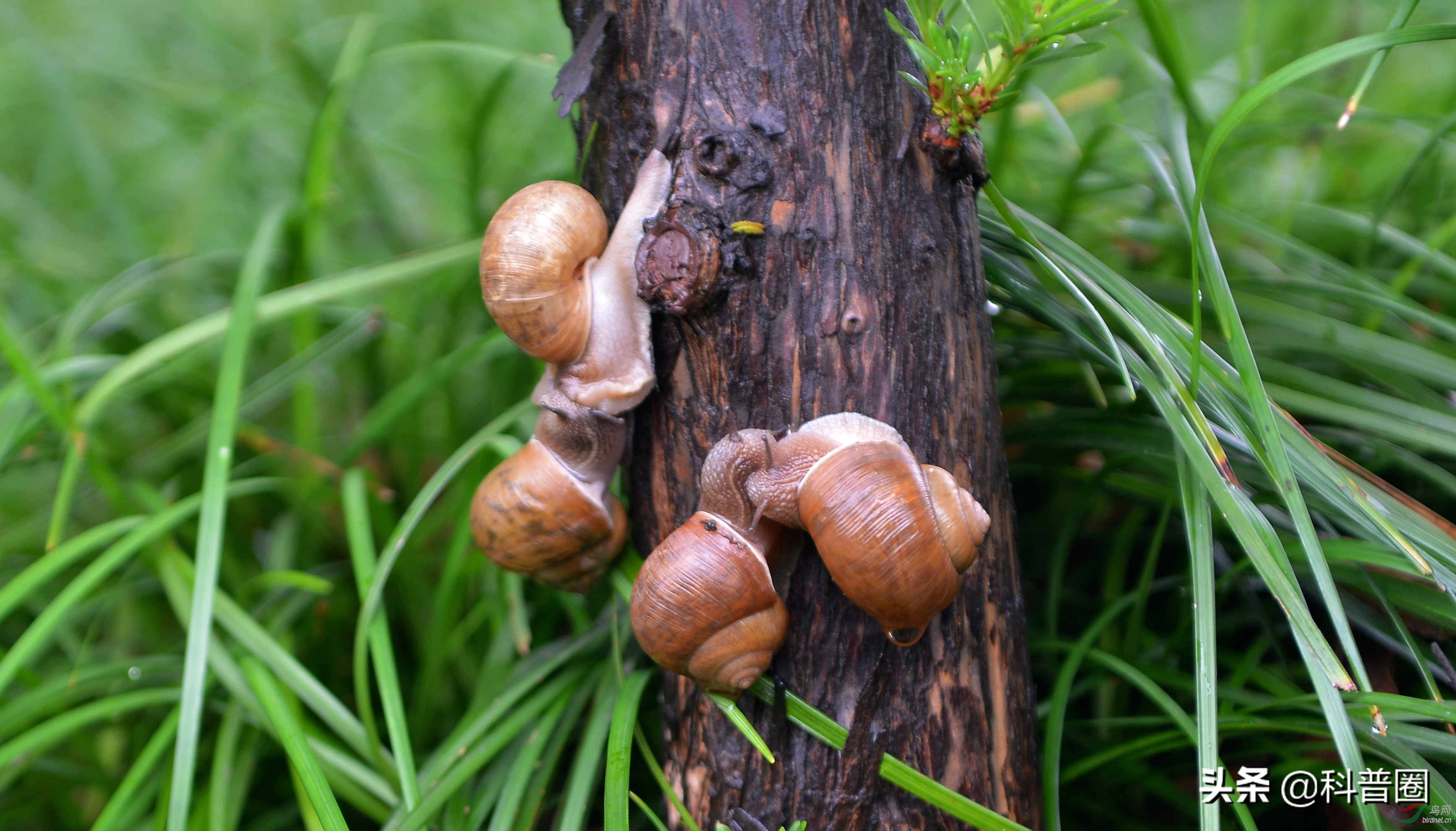 法国大蜗牛多少钱一斤,为什么只有法国的蜗牛可以吃