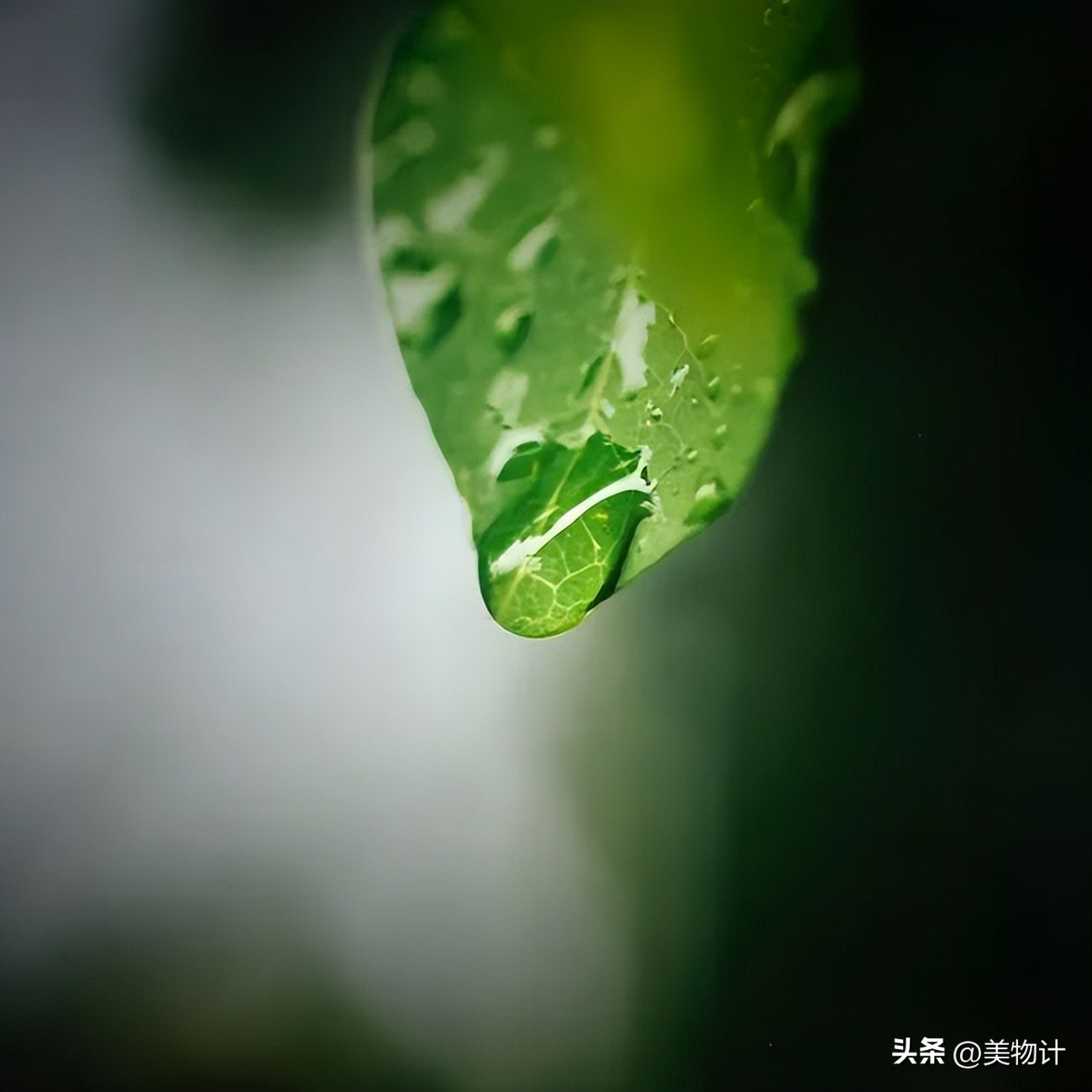 谷雨拥抱最后的一抹春色,谷雨阅尽春色万象更新