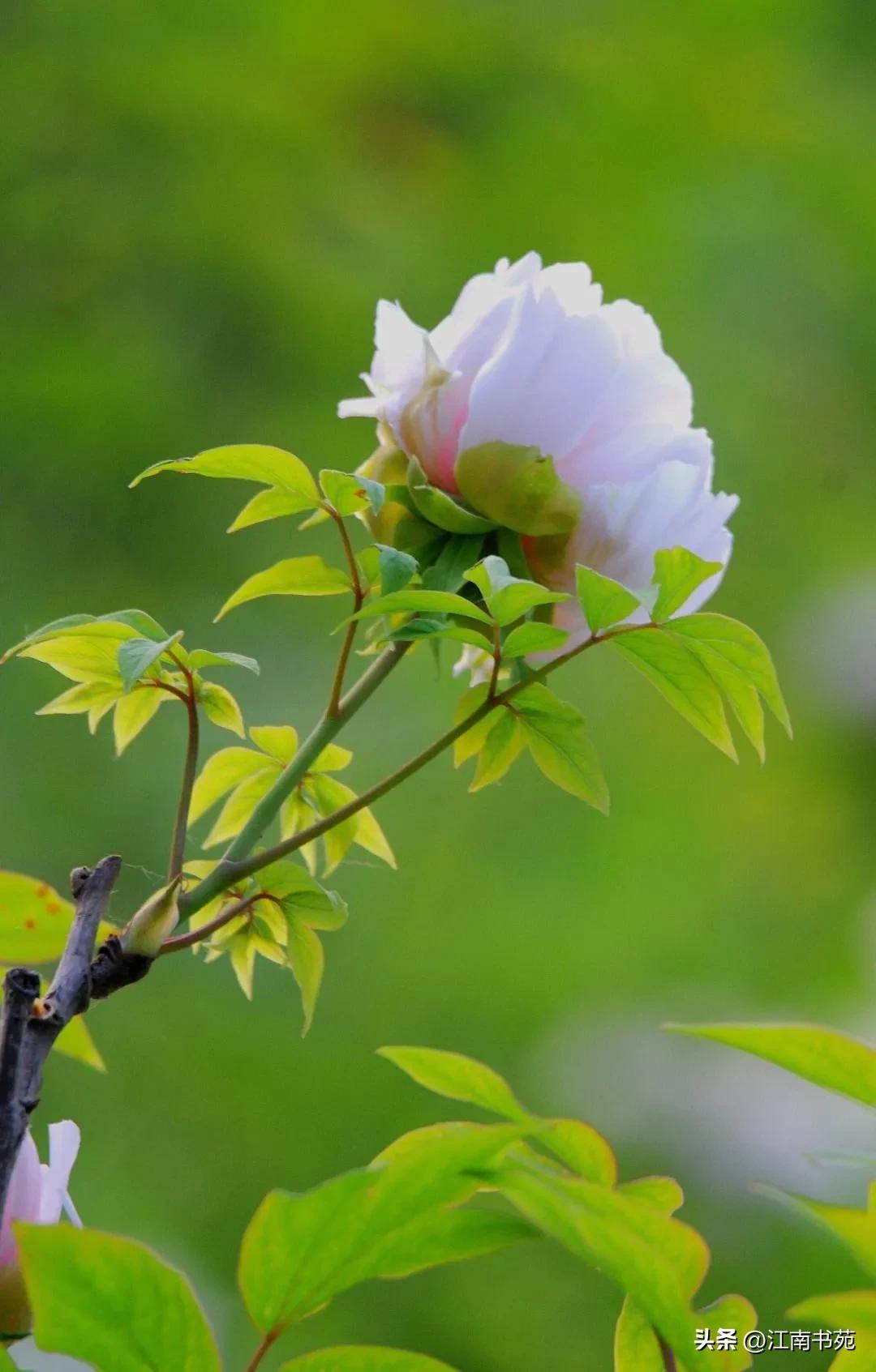 世界独一无二中国国花洛阳牡丹,洛阳牡丹定为国花的理由