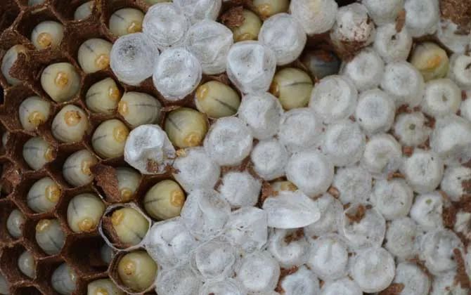 150元一斤，被叫做“天上人参”，被蛰很危险，却很好吃