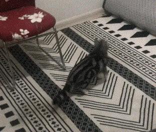 蚊子太烦人了晚上睡不着,总被蚊子吵醒还找不到蚊子是为啥