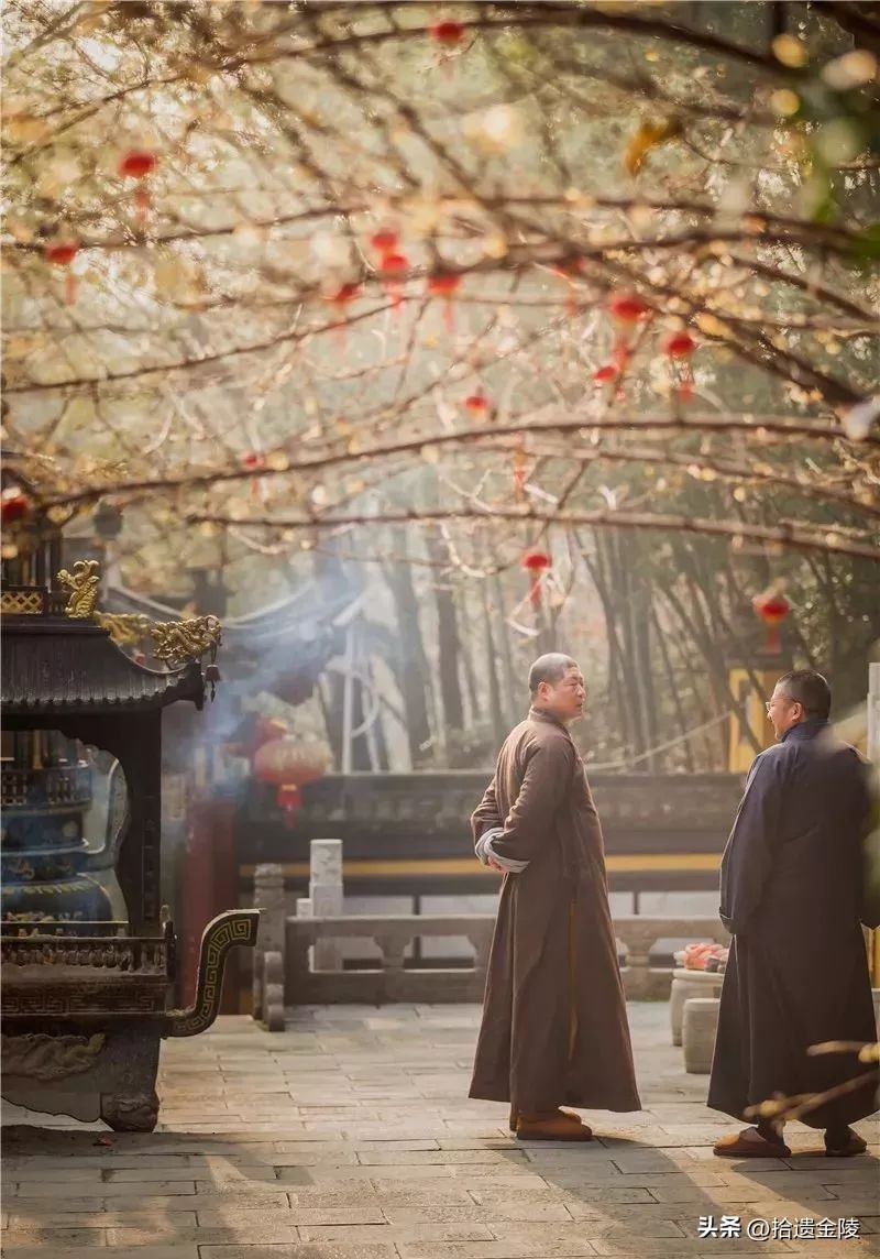 南京红梅花价格,南京的梅花是什么样的