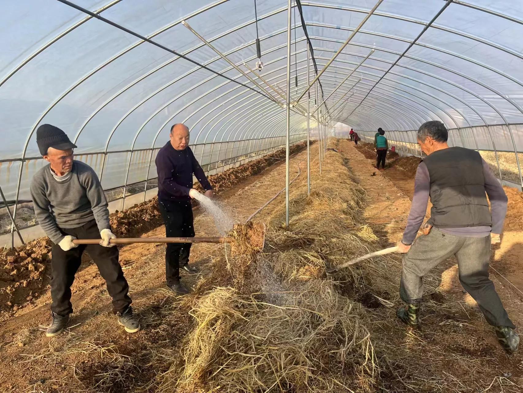 食用菌专家丁伦保,丁伦保食用菌种植技术