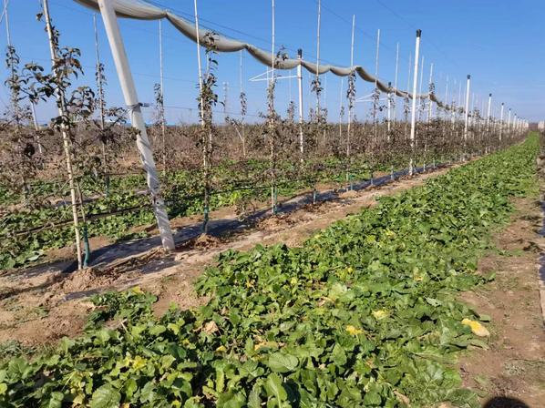 圣地红果:甜在“芯”里富在“技”上