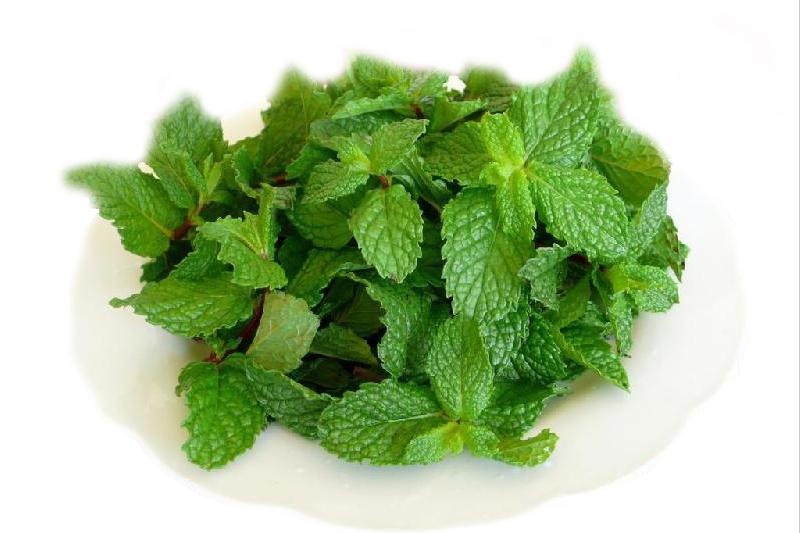 驱蚊小妙招远离蚊子困扰,家里有蚊子怎么驱蚊最好