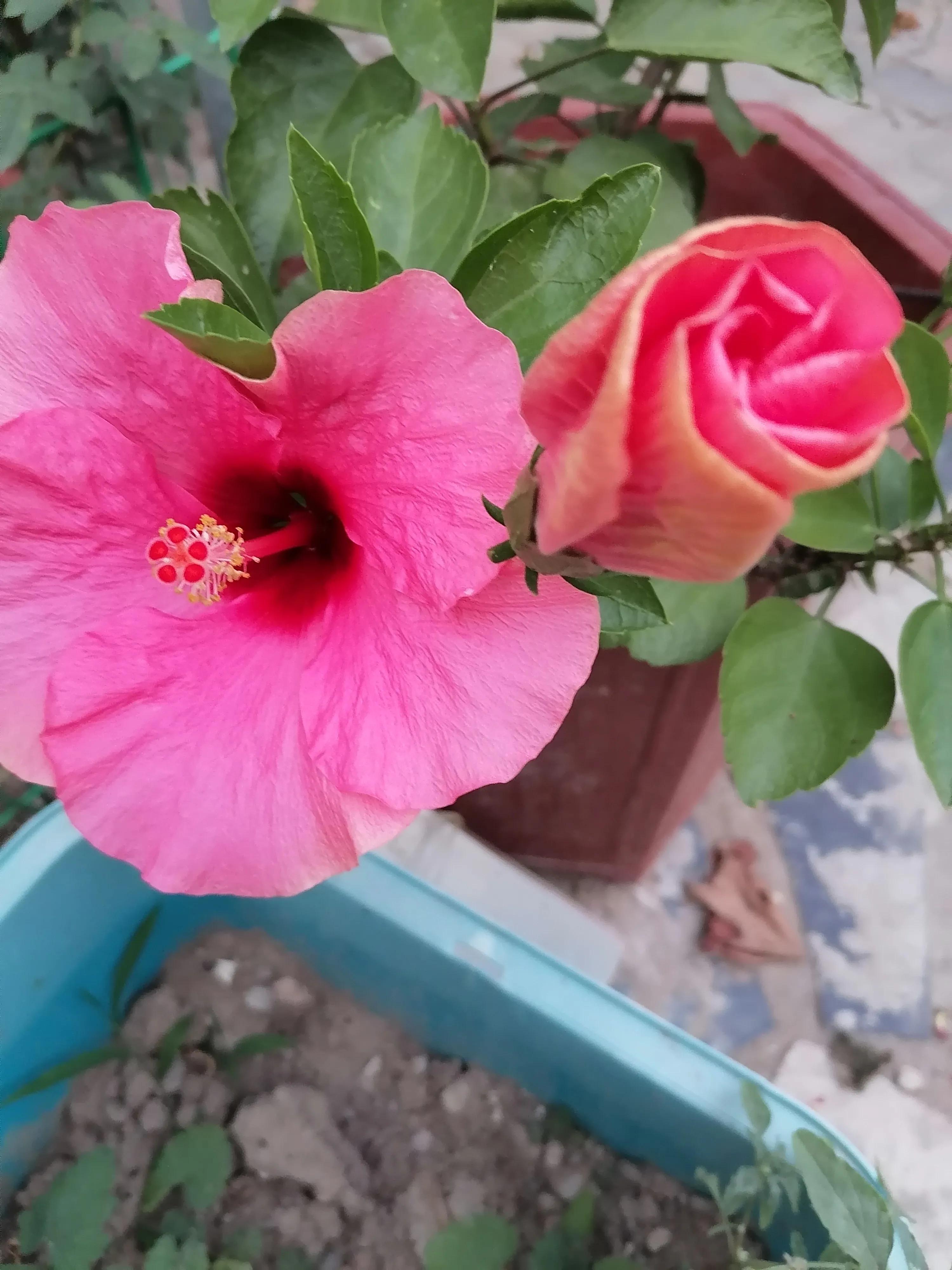 每逢佳节倍思亲歌曲,每逢佳节倍思亲中逢是什么意思