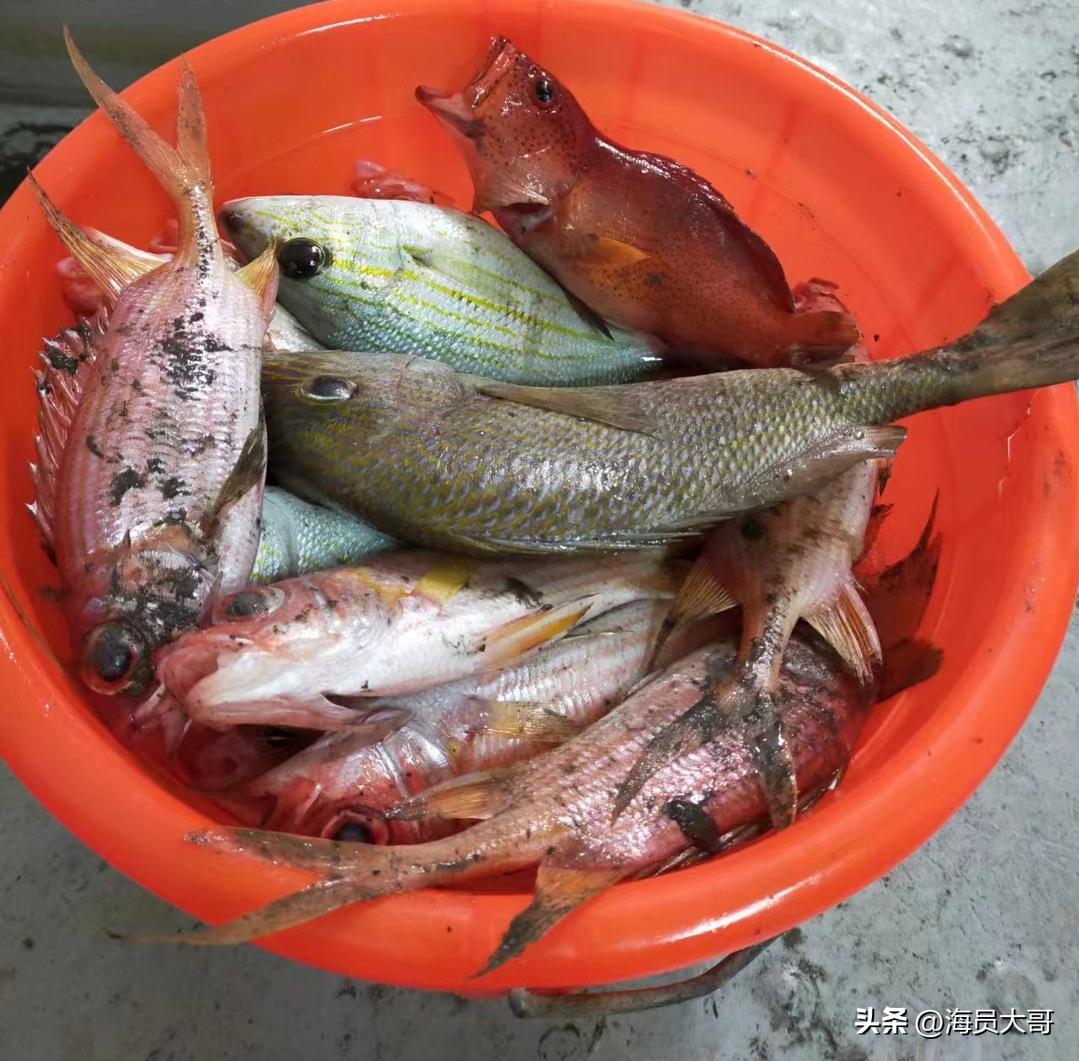 满载2亿斤巴西大豆还能回国吗,两亿斤大豆运回国货轮运输费