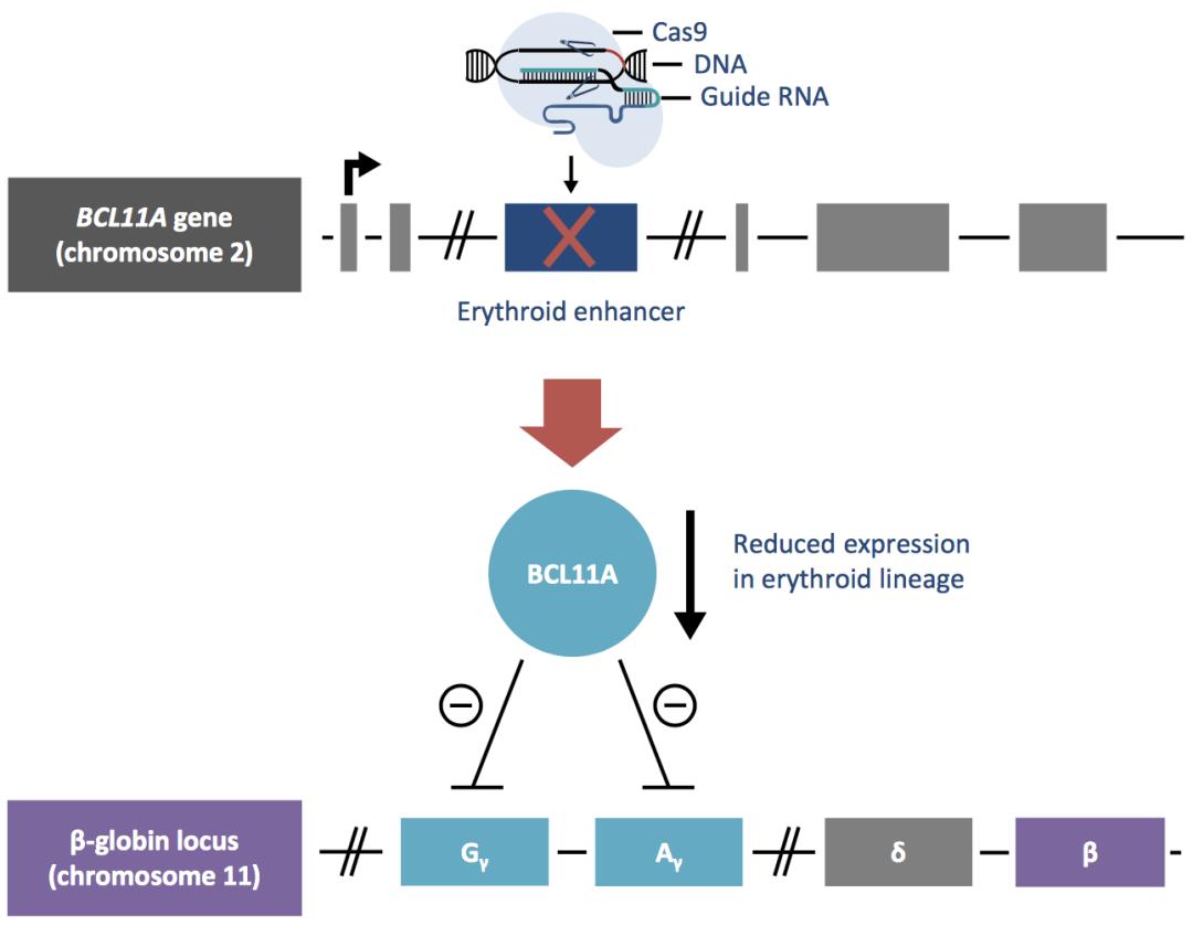 crisprcas9基因编辑技术治愈疾病,crispr基因编辑疗法