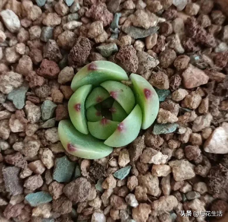 月亮石多肉容易长侧芽吗 (多肉月亮石适合阳台养活吗)