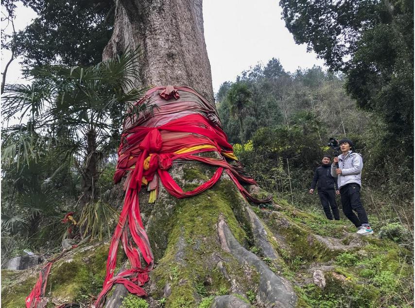 一棵树价值十亿,金丝楠木是最贵的树木吗