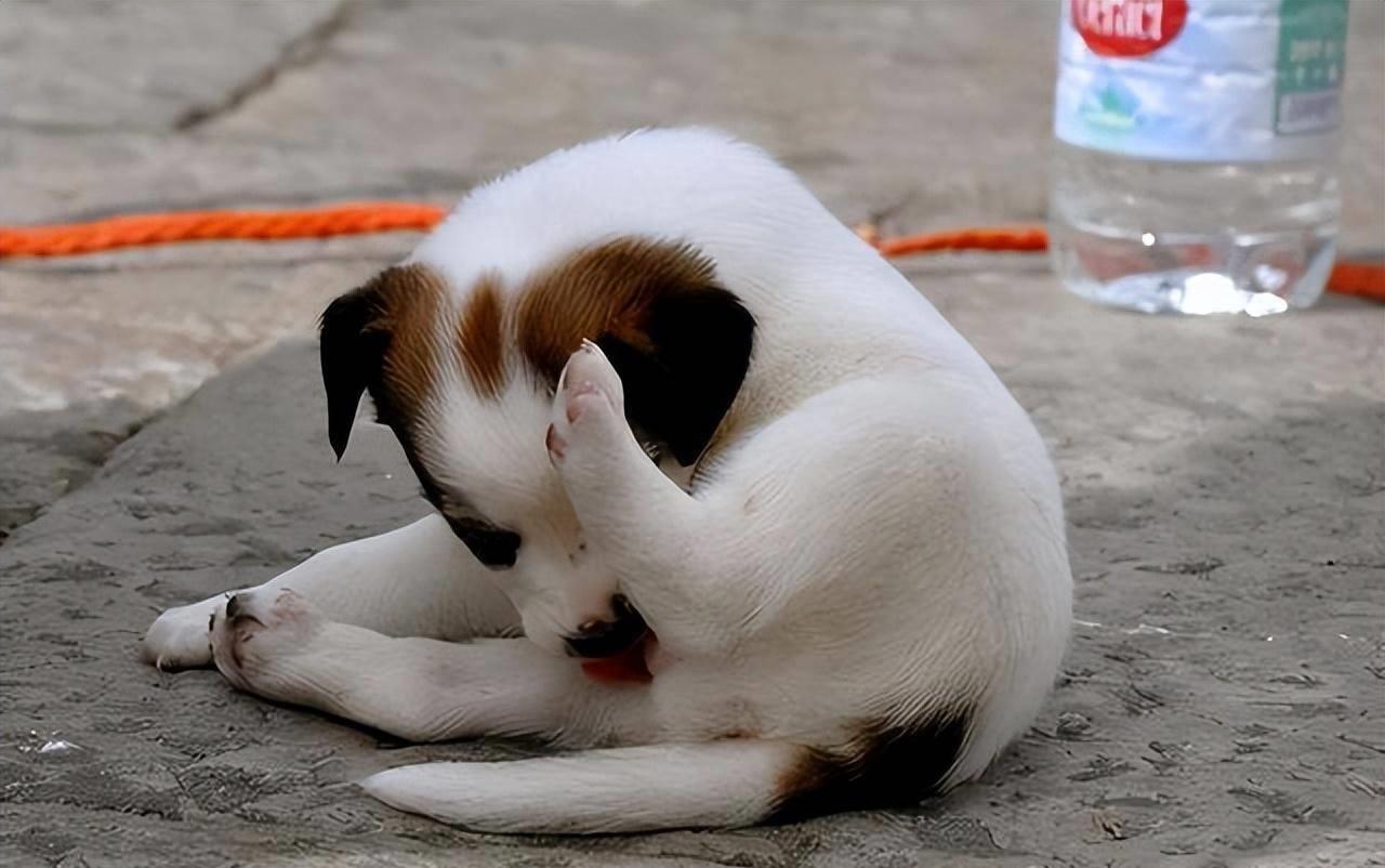 狗狗突然疯狂舔地板呕吐怎么回事,狗狗最近老是到处舔是什么原因