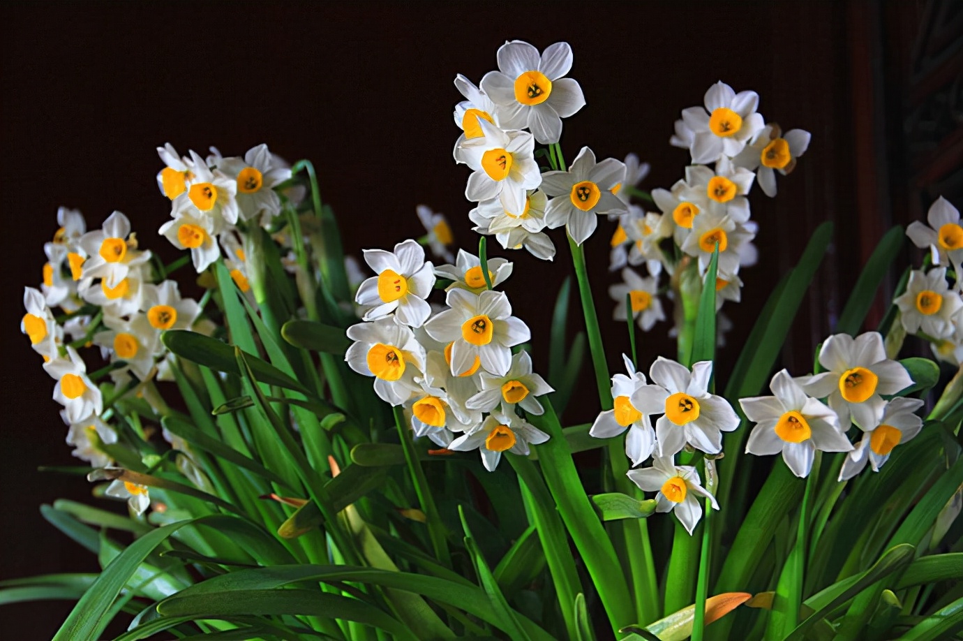 6种年宵花现在买最省钱,年宵花怎么养才旺财