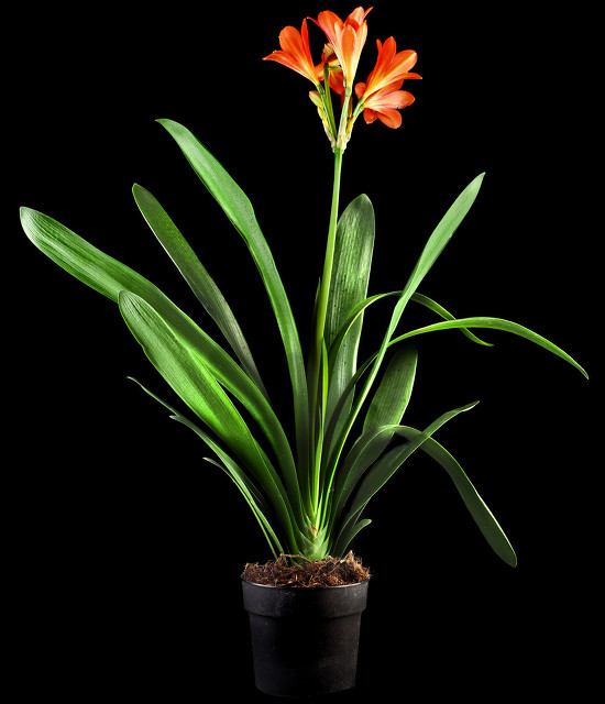 君子兰翻盆最好方法,君子兰如何翻盆和事后管理