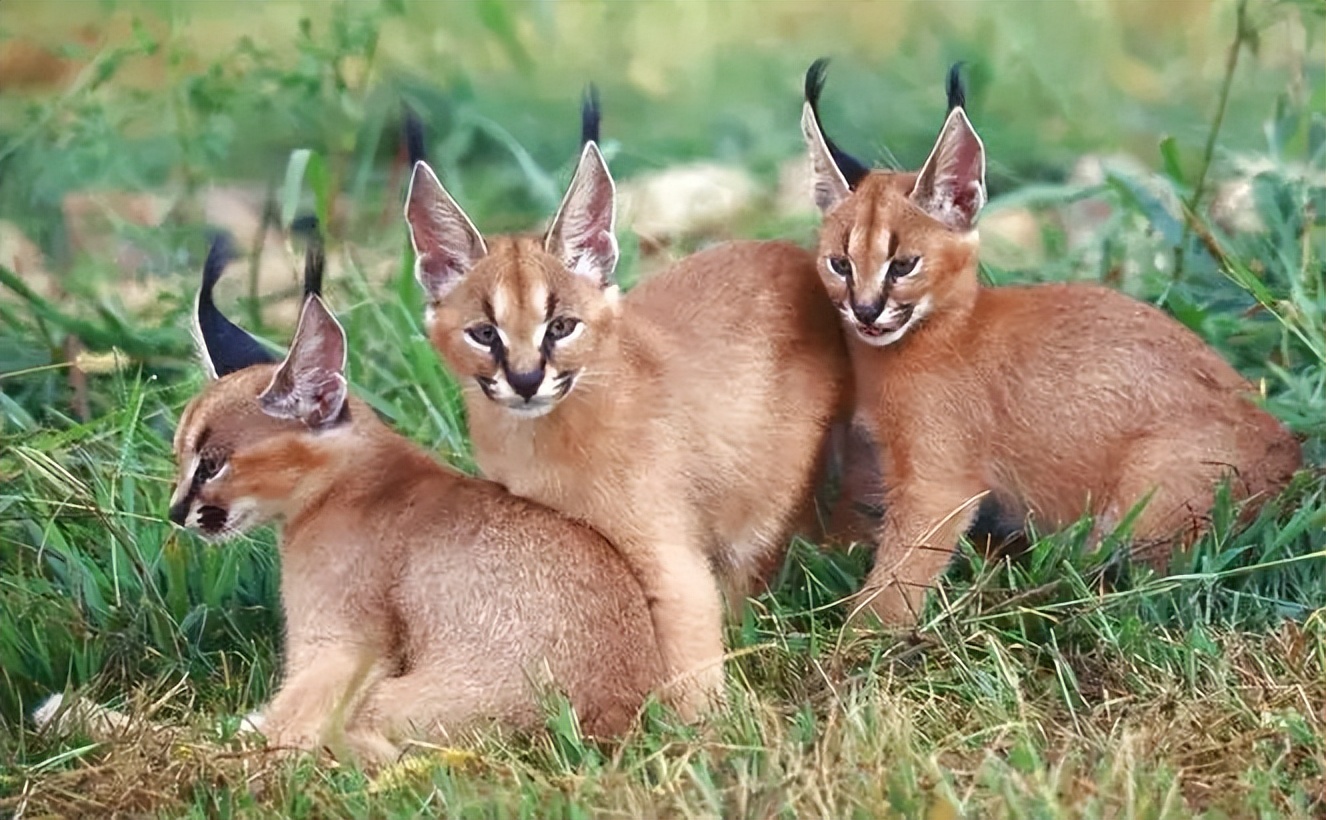 可爱的外表下藏小恶魔,可爱的外表下邪恶的心灵