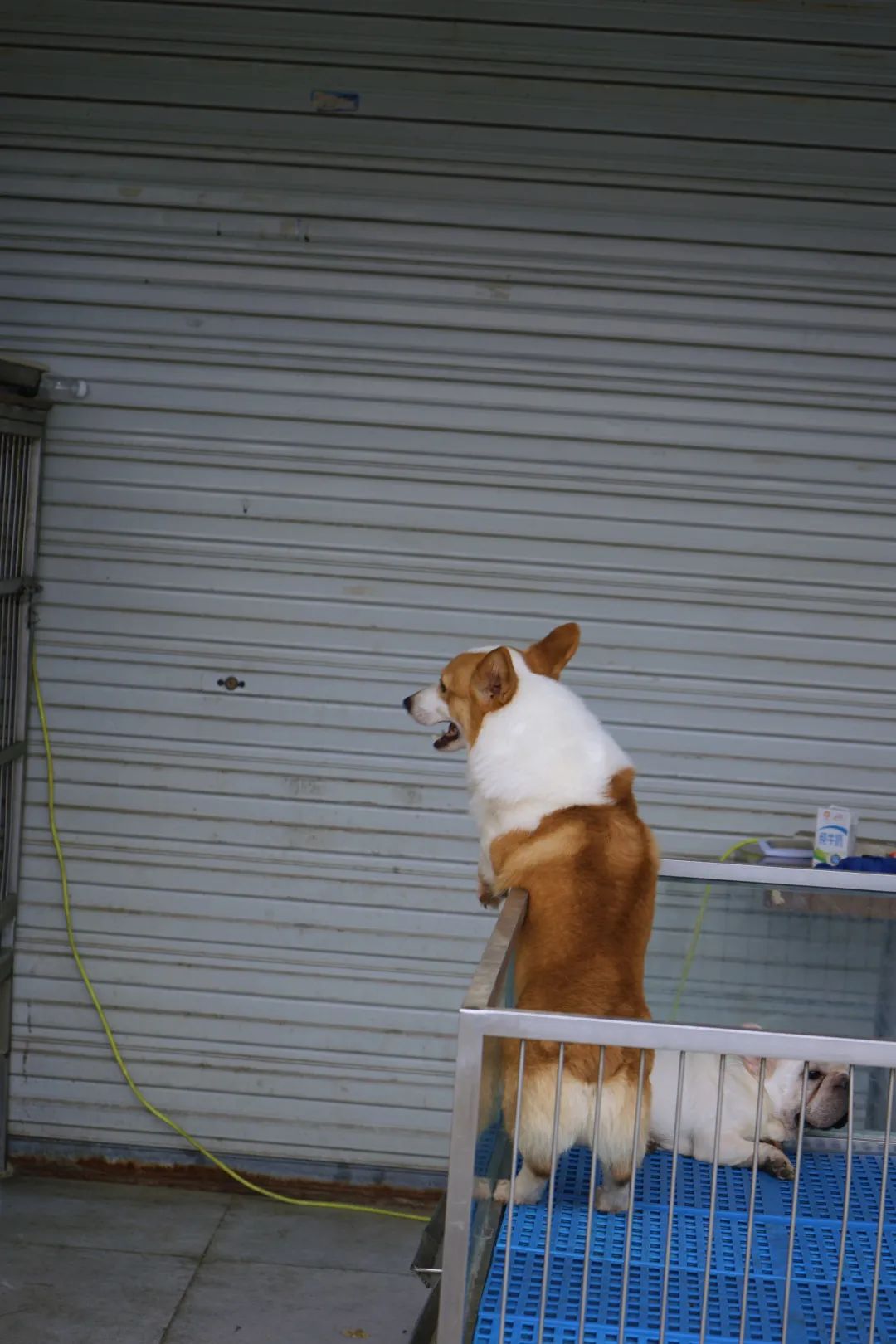 三联鸡鸭市场在哪里,三联市场家禽