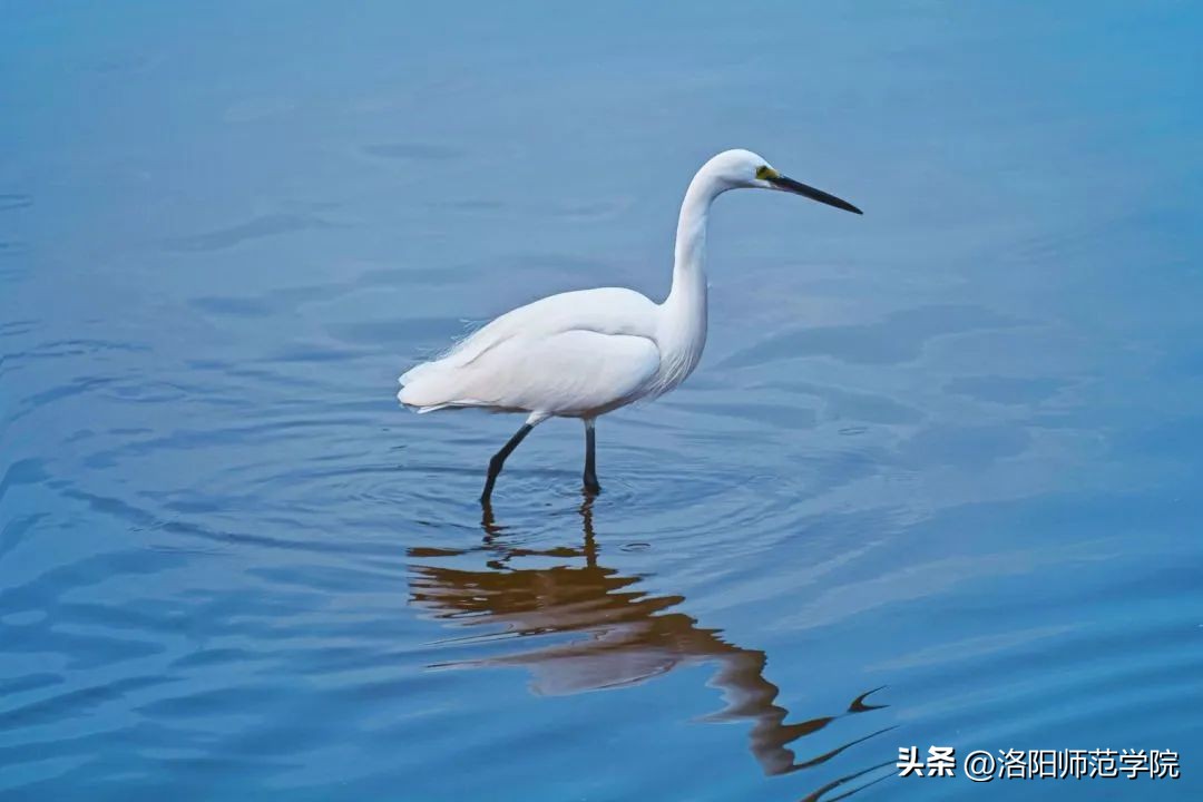 欢迎报考！选择洛师的N个理由