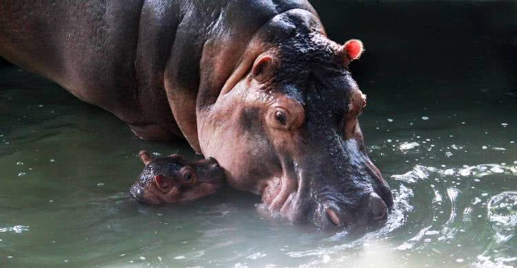 住野趣C位-广州长隆酒店！含高级客房+童趣乐园+广州长隆园区门票