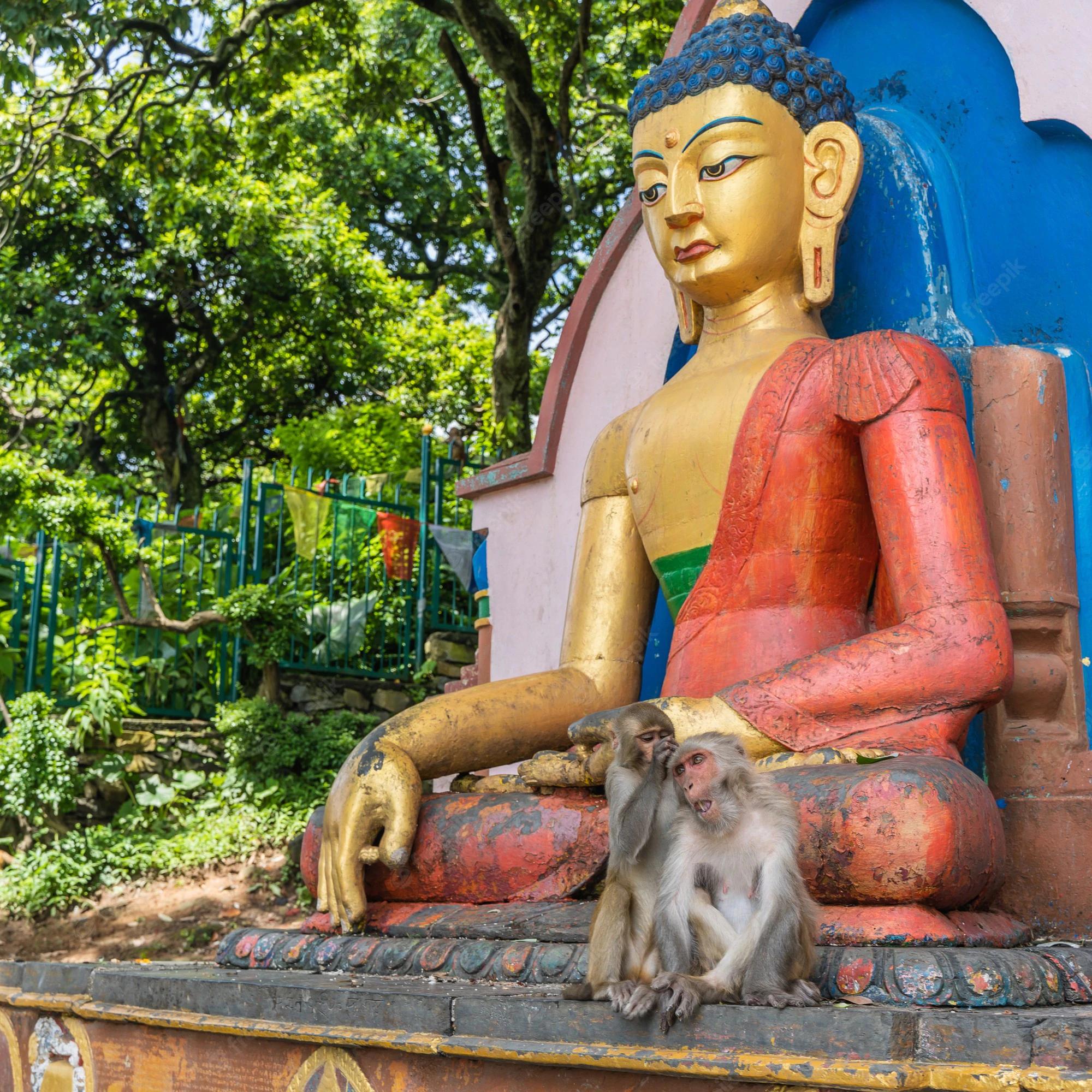 猴王被击毙猴子下跪,猴王被击毙所有猴子一哄而散