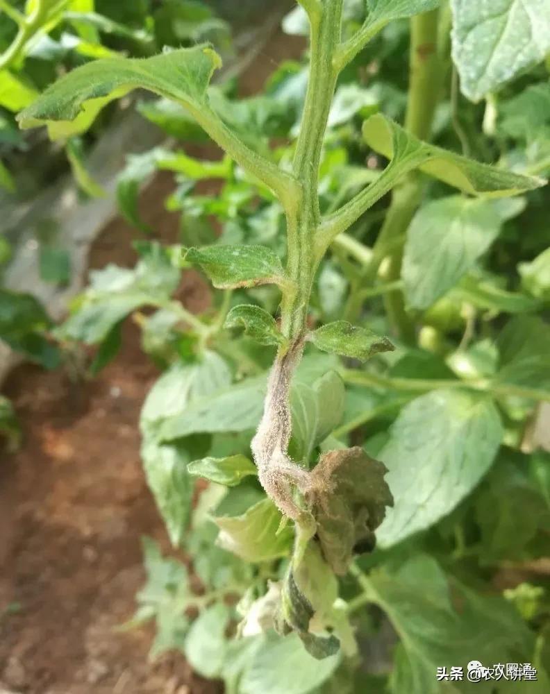 西红柿灰霉病的防治方法,西红柿灰霉病可以用烟熏剂吗