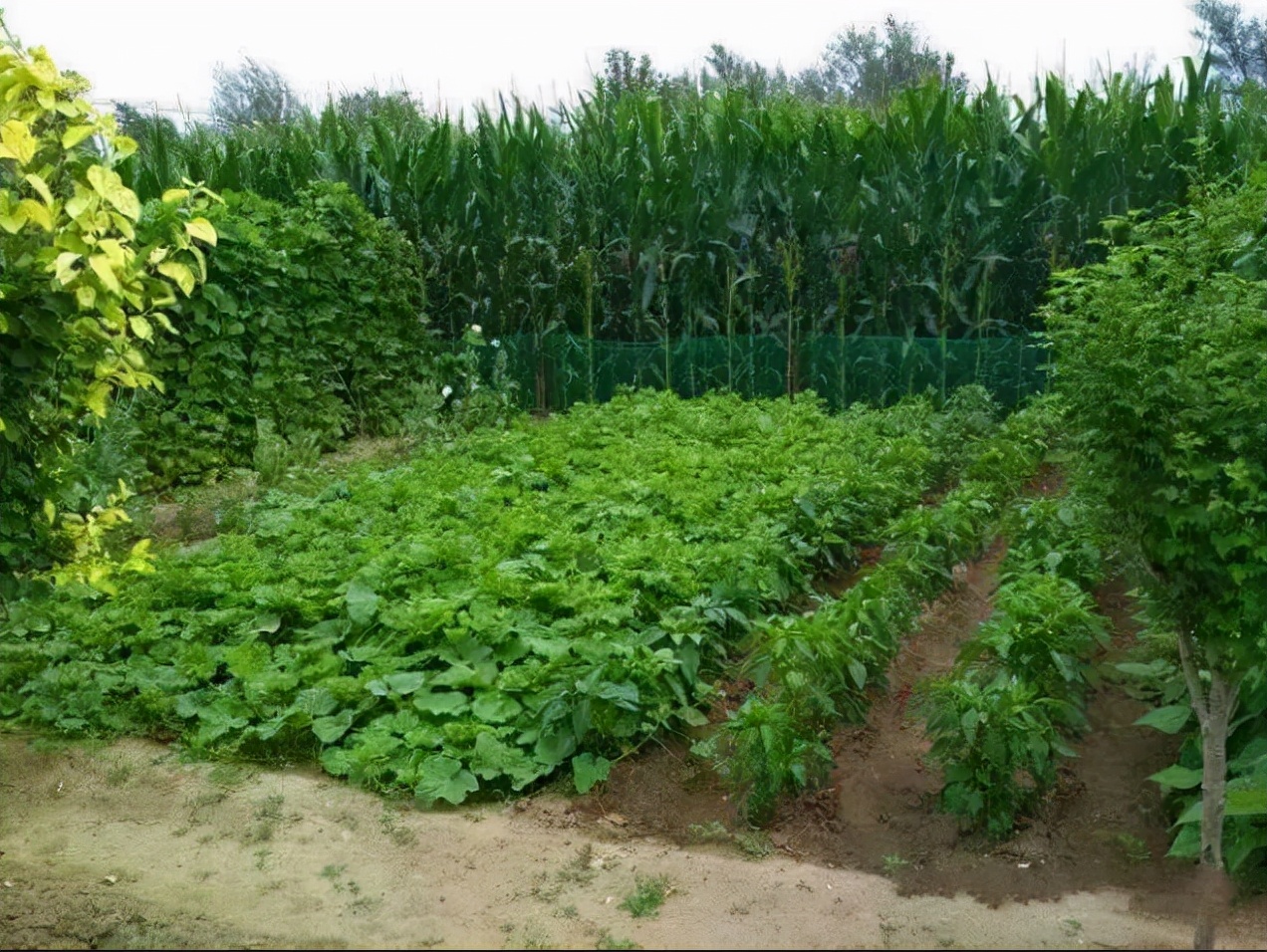 农产品上行示范,农产品上行电子商务