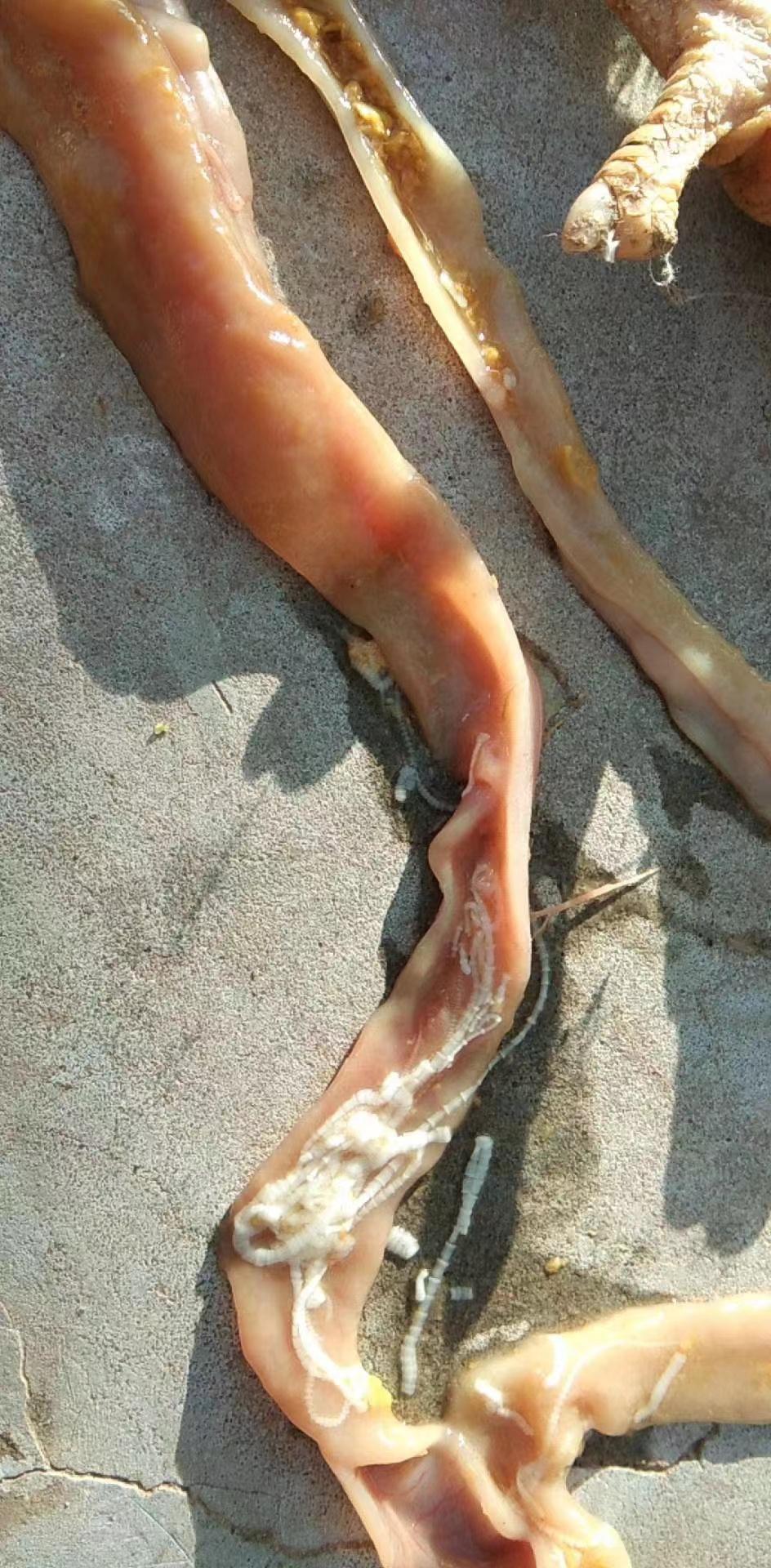 夏天养鸡常见的五类寄生虫病，你遇到过哪种？