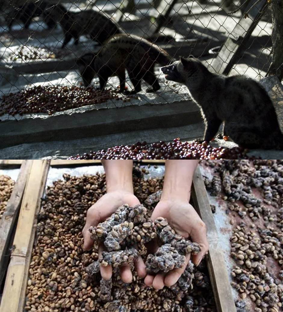 深圳出现“小灵猫”，全身灰黑色斑纹像老鼠，最爱钻进古墓去住？