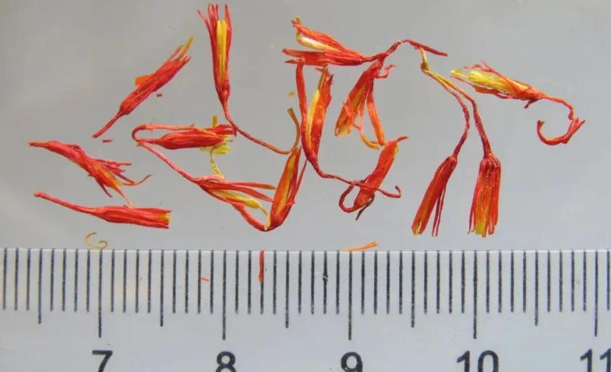 国外千金难求的藏红花，为何国内几十块称斤卖？是不是智商税？