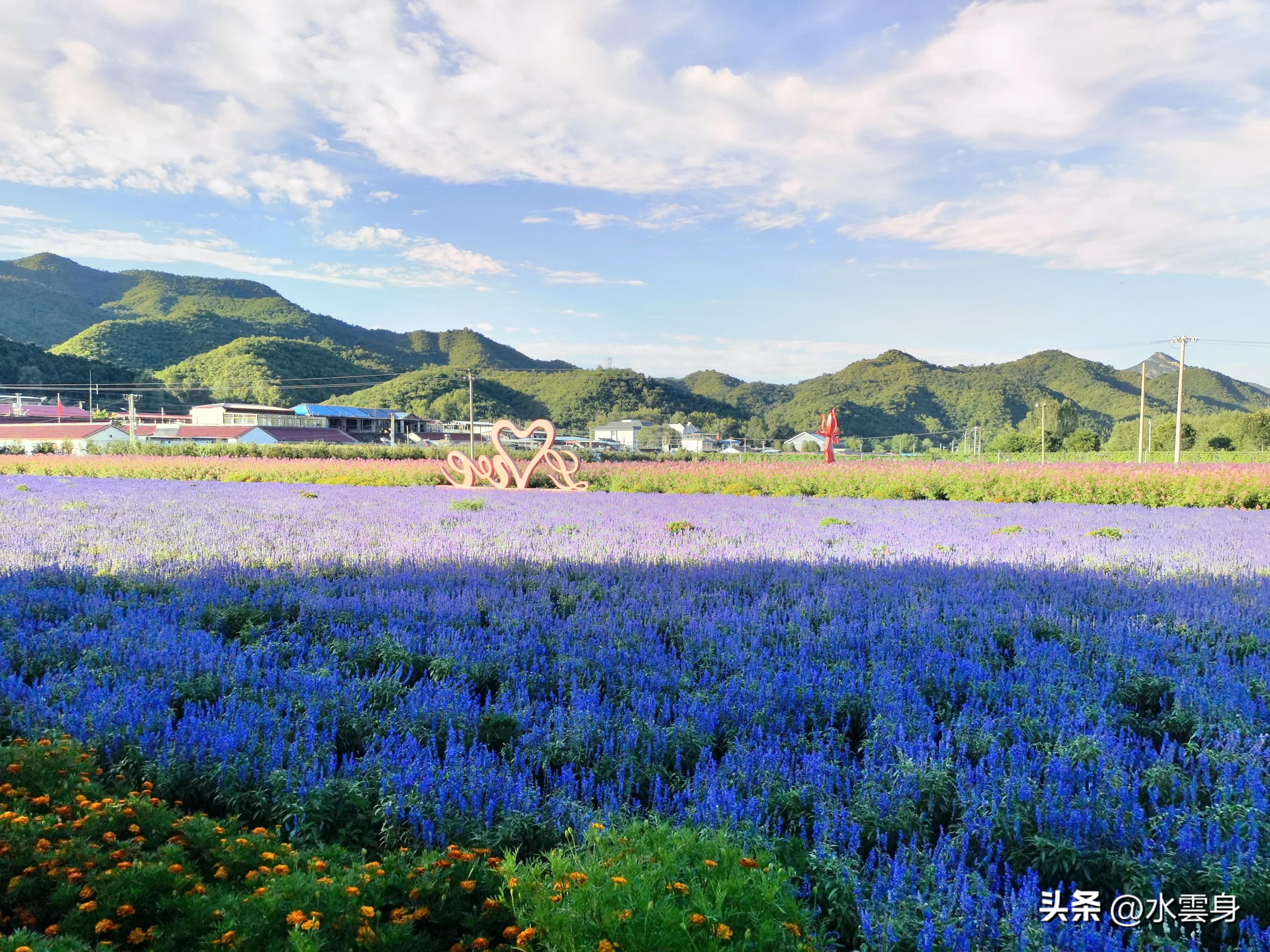 京郊赏花自驾游线路推荐,京郊免费景点一日自驾游路线攻略