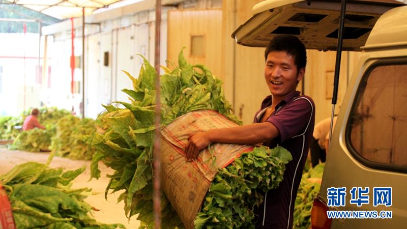 恩施州烟草公司有几个,恩施市鹤峰县烟草种植基地
