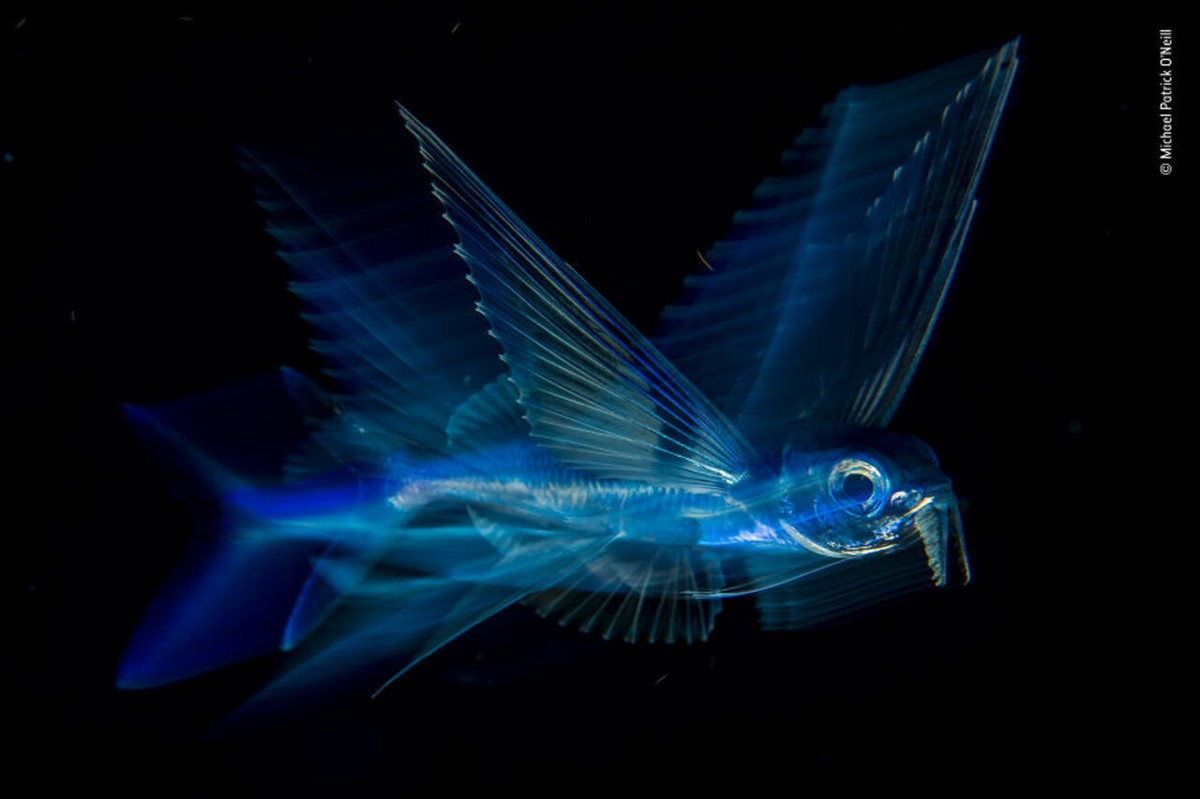 2019年最佳野生动物照片,2022年搞笑野生动物摄影作品