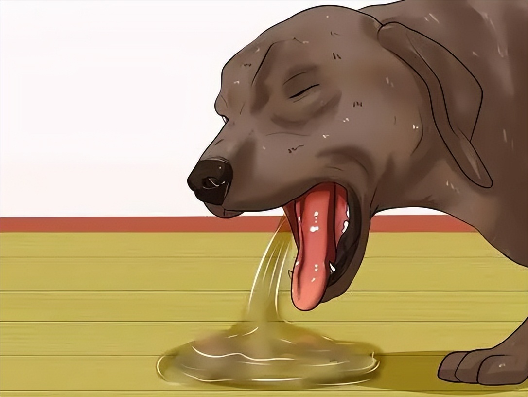 狗狗肠胃疾病有哪些表现,怎么判断狗狗有没有肠胃病